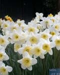 Narcissi Ice Follies