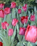 Tulip Ile de France Winter Bloom