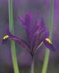 Iris Imperator