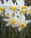 Narcissi Jack snipe