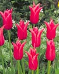 Tulip Jacqueline