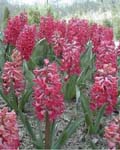 Hyacinth Jan Bos
