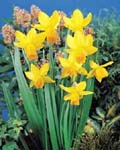 Narcissi Jetfire