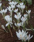 Crocus Joan of Arc