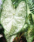 Caladium June Bride