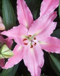 Precooled Lilium Justina