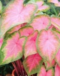 Caladium Kathleen