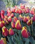 Tulip Kees Nelis