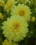 Dahlia Kelvin Floodlight