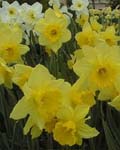 Daffodil King Alfred