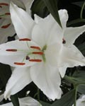 Precooled Lilium Laguna