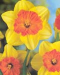 Narcissi Largo