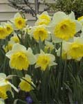 Daffodil Las Vegas