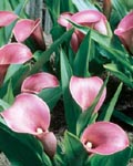 Calla Lavender Gem