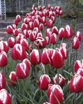 Tulip Leen vander Mark Winter Bloom