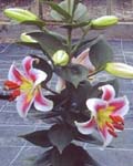 Precooled Lilium Angelique