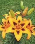 Precooled Lilium Loreto