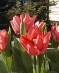 Tulip Lydia