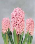 Hyacinth Marconi