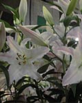 Precooled Lilium Marco Polo