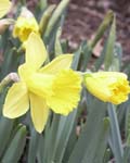 Daffodil Marieke