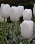 Tulip Maureen