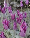 Tulip Maytime