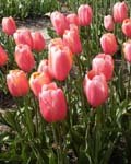 Tulip Menton