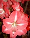 Amaryllis Minerva