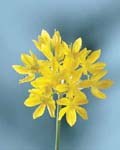 Allium Moly Luteum