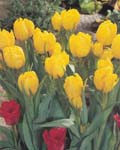 Tulip Monte Carlo