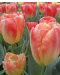 Tulip Monte video