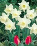 Daffodil Mount Hood