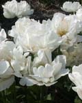Tulip Mount Tacoma