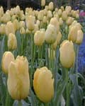 Tulip Mrs. J.T. Scheepers