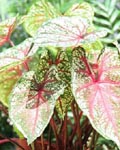 Caladium Ms. Arno Nehrling