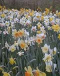 Narcissi Mixed