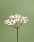 Allium Neapolitanum