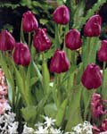 Tulip Negrita