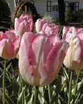 Tulip New Design