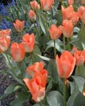 Tulip Orange Emperor