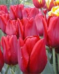 Tulip Oscar