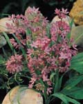 Alliums Ostrowskianum