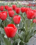 Tulip Oxford