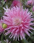 Dahlia Park Princess