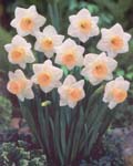 Narcissi Passionale