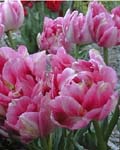Tulip Peach Blossom