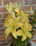 Precooled Lilium Petite Brigitte