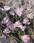 Crocus Pickwick