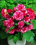 Begonia Picotee Flamenco